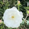 Daisy🌼 - @daisy._.reno - TikTok