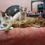 Daisy, Reno, Güera, Uchepina y Gris💞 - @daisy.reno.guerita.pina.gris - Instagram