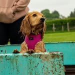 Daisy Reynolds - @crazy_daisy_cocker_spaniel - Instagram