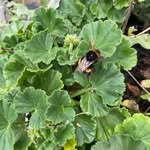 Daisy Reynolds - @sunflowerdaisy31 - Instagram