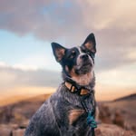 Daisy - @daisy_roams - Instagram