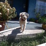 Daisy Rubio - @daisy_doglover - Instagram