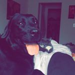 🐾 Daisy, Schmidt, & Jack 🐾 - @the3whiskateeers - Instagram
