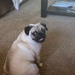 Daisy May Schmidt - @daisy.the_pug._ - Instagram