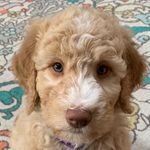 Daisy Poo Dood - @daisy_poo_schmidt - Instagram