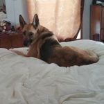 Daisy Schmidt - @greenhouse.dog - Instagram