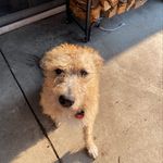 Daisy bear schroeder - @crusty_dasiy_bear - Instagram