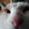 Daisyisinyourhouse - @daisyseeyou - TikTok