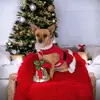 Daisy_SelfLove1 - @chihuahuapaw - TikTok