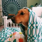 daisy sequeira - @daisy_doodlee_ - Instagram