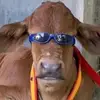 Daisy - @daisysernamonge - TikTok