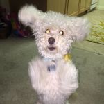 Daisy Duke Sexton - @thedaisydukedog - Instagram