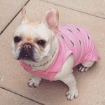 Daisy Sexton - @daisythefrenchienyc - Instagram