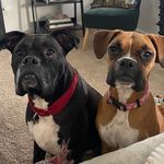 Daisy & Sheldon 🐾 - @daisyandsheldon - Instagram