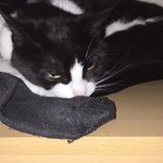 Kittiessss❤️ - @daisy_sheldon_kitties - Instagram