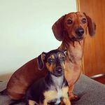 Sheldon & Daisy - @sheldon_daisy - Instagram