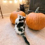 sheldon and daisy - @sheldon_daisy69 - Instagram
