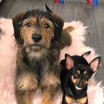 Sheldon&Daisy - @sheldon.daisy.dogs - Instagram
