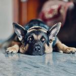DAISY🌸🌸🌸 - @daisy.german_shepard - Instagram