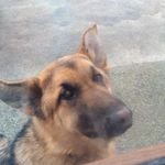 💖DAiSY💖 - @daisy__the_german_shepard - Instagram