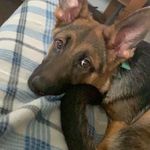 Daisy🌼❤️ - @daisy_the_shepard - Instagram