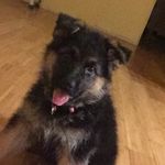Daisy Mae - @daisy_mae_german_shepard - Instagram