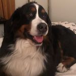 Daisy Shepard - @daisy_the_diva_denver - Instagram