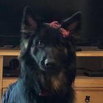 Daisy Taylor - @daisy_the__german_shepard - Instagram