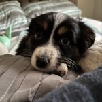 Daisy the Australian Shepard 🌼 - @daisy_the_sunshine1 - Instagram