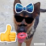 Daisy The Dog - @shepard_daisy - Instagram