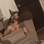 @daisy_the_german_shepard - Instagram