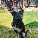 Daisy the German Shepard - @daisy_thetripod - Instagram