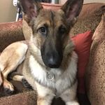 Daisy The German Shepard - @daisythegermanshep - Instagram