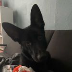 Daisy the German Shepard - @crazy_daisy_thegermanshepard - Instagram