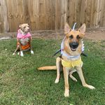 Daisy the Pit & Bully the German Shepard - @boydog.girldog - Instagram