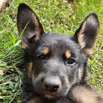 Daisy the pup shepard - @the_germanshepard_family - Instagram