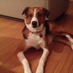 Daisy The Shepard Mix - @thedognameddaisy - Instagram