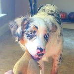 Daisy.the.austrailian.shepard - @daisy.the.australian.shepard - Instagram