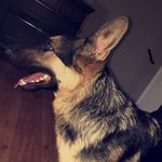 Gsd_Daisyray. - @german_shepard_daisy - Instagram