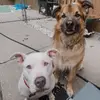 Daisy & Shiloh - @daisyshi23_ - TikTok