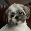 Daisy - @daisyshihtzu2022 - TikTok