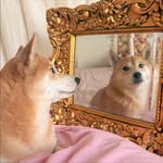 Daisy the Shiba - @daisy_shiba - Instagram