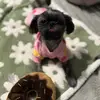Adventures with Daisy🌼🐾❌ - @daisy.the.shih.tz4 - TikTok