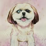 Cześć, jestem Daisy 👋🫶🐾💖 - @daisy_shih_tzuu - Instagram