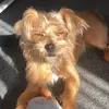 Daisy🐾🐺 - @.daisy_shihpoo.20 - TikTok