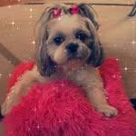 Daisy     Shih Tzu girl     🇭🇺 - @_daisy_2011_ - Instagram