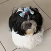 Daisy 🌼 - @__daisyshihtzu - TikTok
