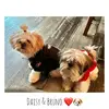Daisy & Bruno The Shih Tzus - @daisy.the.shih.tz - TikTok