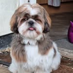 Daisy 🌼 - @daisy_shih_tzu_pup - Instagram