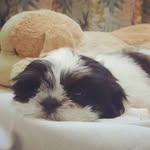 Daisy 🌼 - @daisy_shihtzubabe - Instagram